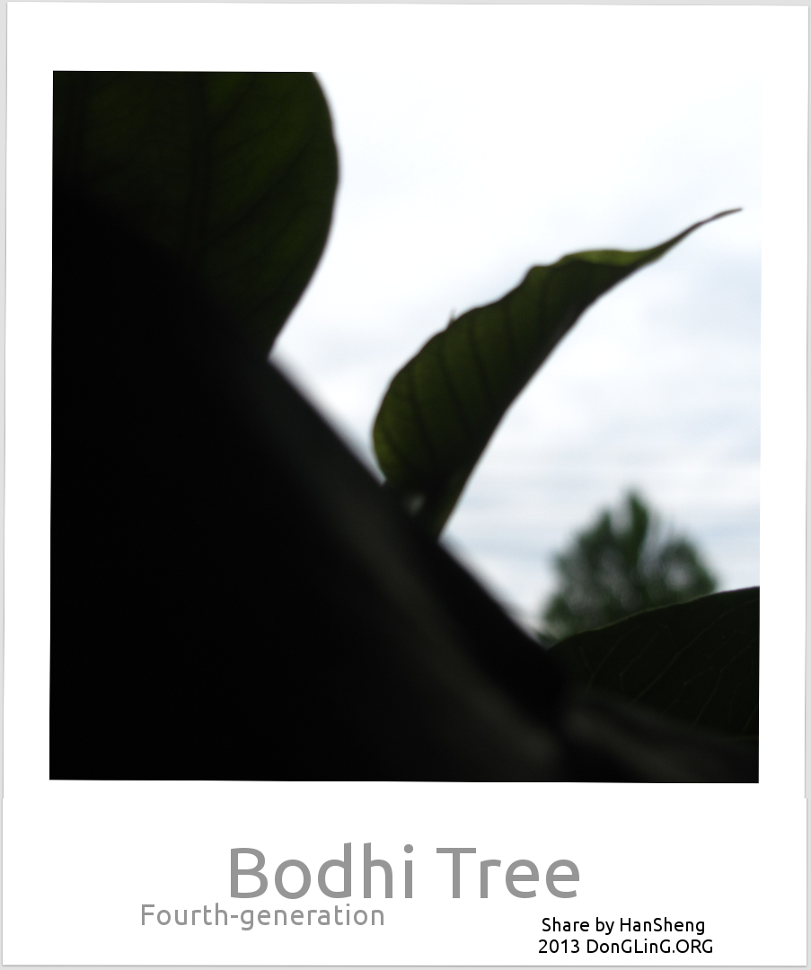Bodhi Tree　菩提樹
